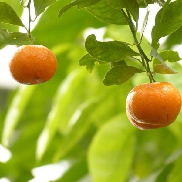 Mandarina Dancy