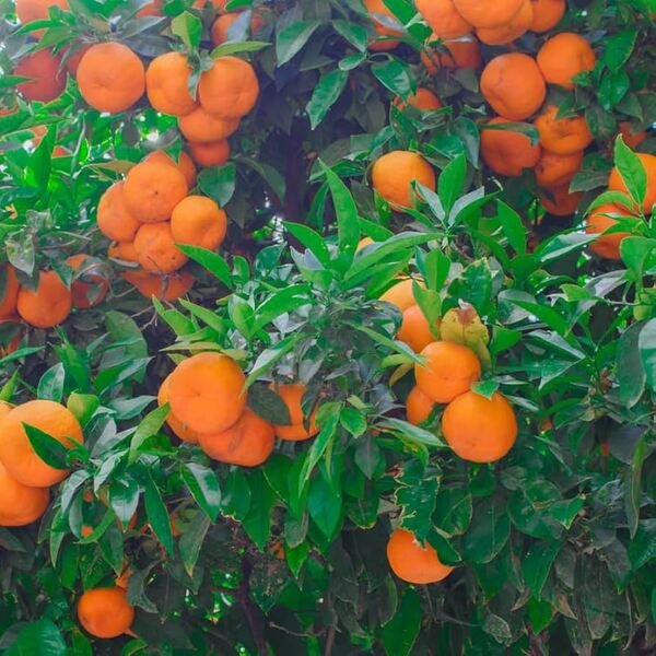 Mandarina Murcott
