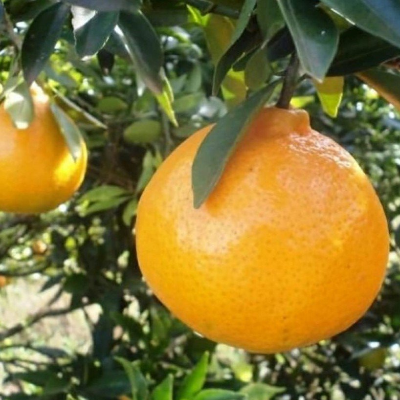 Mandarina Montenegrina