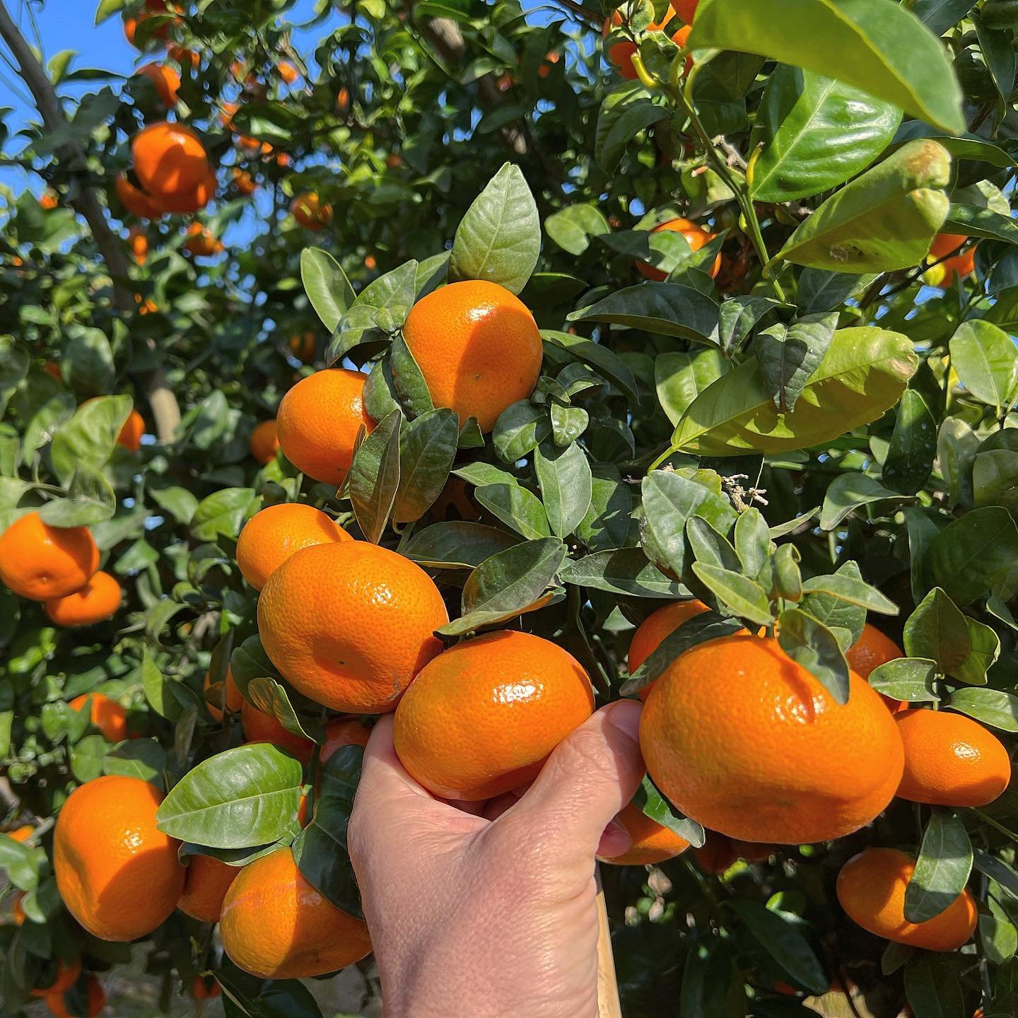 Mandarina W. Murcott